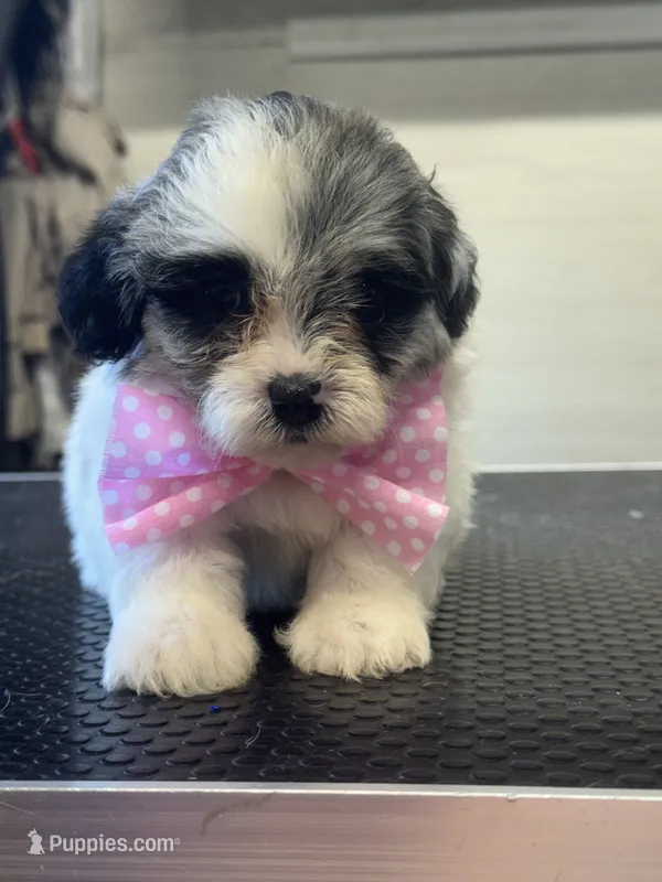Gemma – Shihpoo puppy for sale in Carlisle, KY