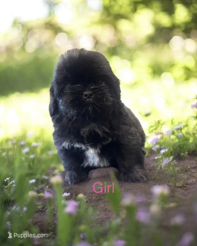 Poppy – Shih Tzu puppy for sale in Carlisle, KY