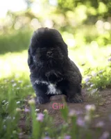 Photo of Poppy