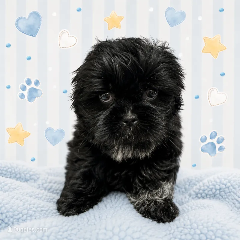 Ash – Shih Tzu puppy for sale in Carlisle, KY
