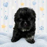 Ash, a male Shih Tzu for sale in Carlisle, KY – 1 of 3