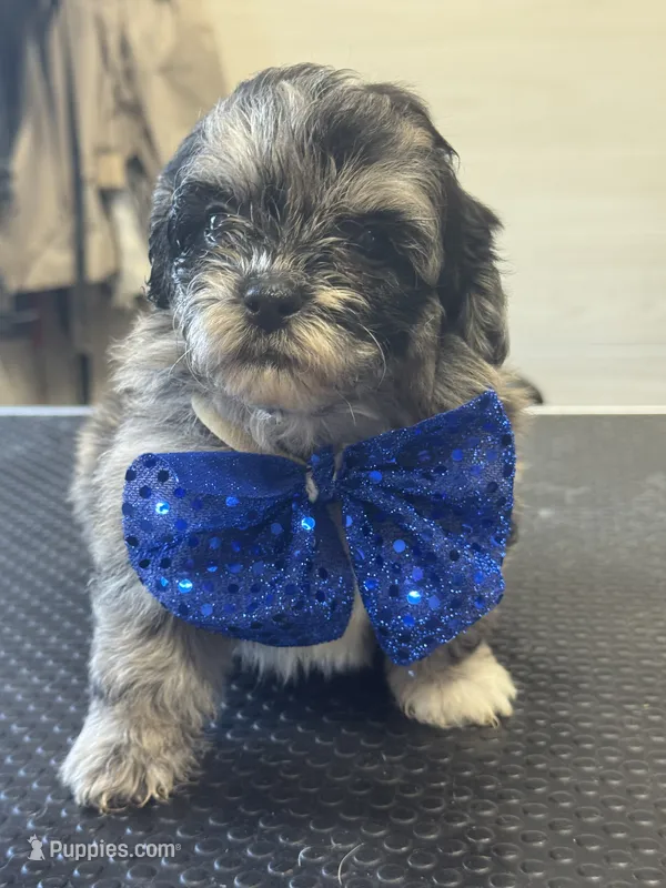 Slate – Shihpoo puppy for sale in Carlisle, KY