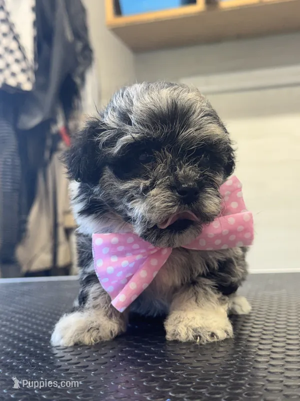 Onyx  – Shihpoo puppy for sale in Carlisle, KY