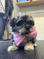 Onyx , a female Shihpoo for sale in Carlisle, KY – 1 of 1