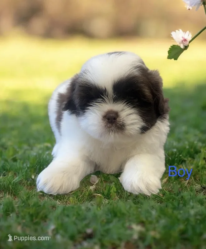 River  – Shih Tzu puppy for sale in Carlisle, KY