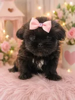 Lizzie, a female Shih Tzu for sale in Carlisle, KY – 1 of 1