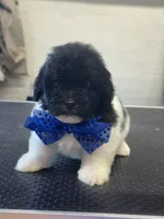 Sabe , a male Shihpoo for sale in Carlisle, KY – 1 of 1