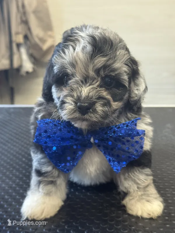 Zinc – Shihpoo puppy for sale in Carlisle, KY