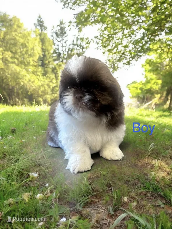 Moose , a female Shih Tzu for sale in Carlisle, KY – Photo 1 of 1