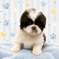 River , a male Shih Tzu for sale in Carlisle, KY – 1 of 2