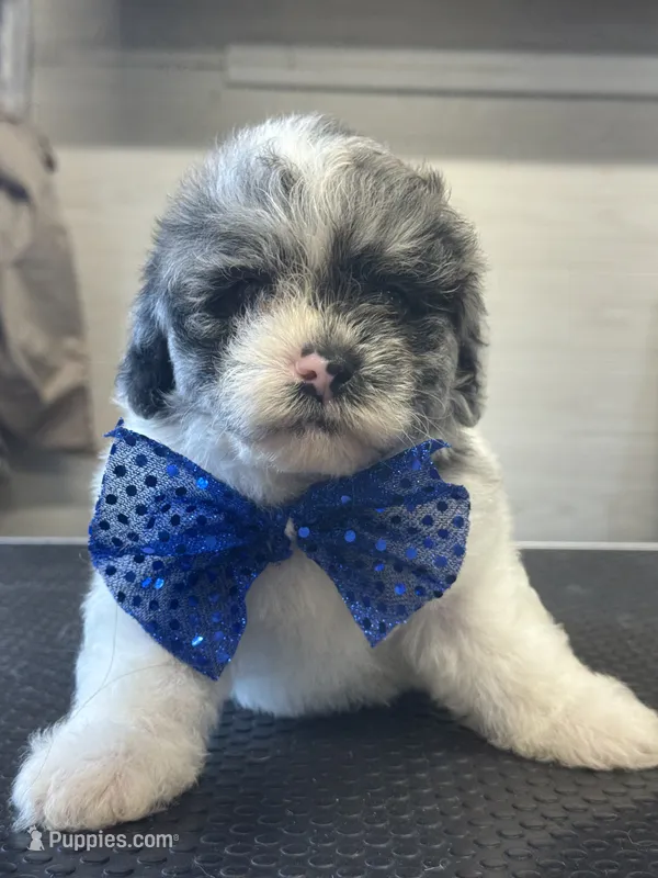 Baker  – Shihpoo puppy for sale in Carlisle, KY