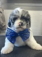 Baker , a male Shihpoo for sale in Carlisle, KY – 1 of 1