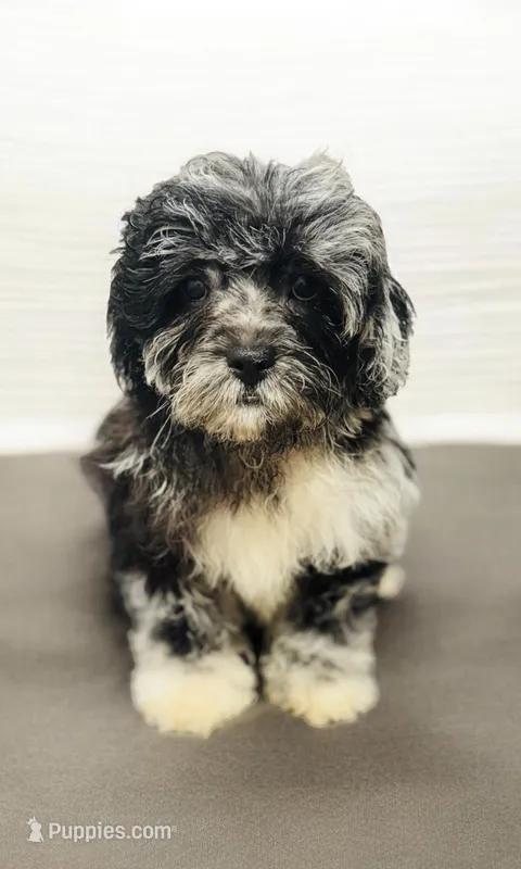 Zinc – Shihpoo puppy for sale in Carlisle, KY