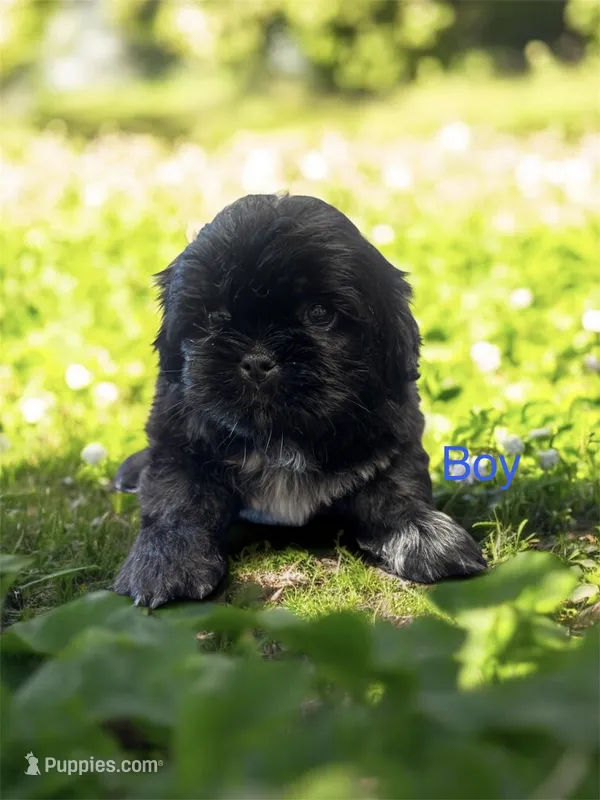 Ash – Shih Tzu puppy for sale in Carlisle, KY