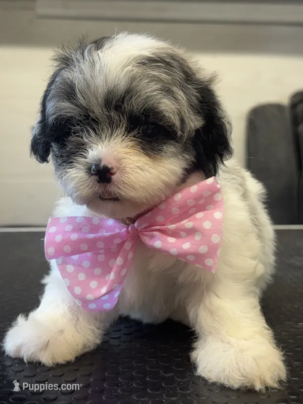 Navy – Shihpoo puppy for sale in Carlisle, KY