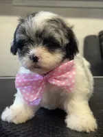 Navy, a female Shihpoo for sale in Carlisle, KY – 1 of 1