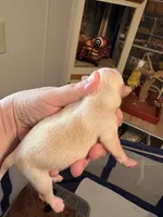 Cream male, a male Chihuahua for sale in Eustis, FL – 1 of 3