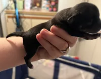 Black with some white male, a male Chihuahua for sale in Eustis, FL – 2 of 2