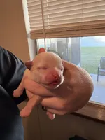 Cream male, a male Chihuahua for sale in Eustis, FL – 2 of 3