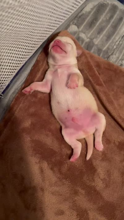 Cream male, a male Chihuahua for sale in Eustis, FL – 3 of 3