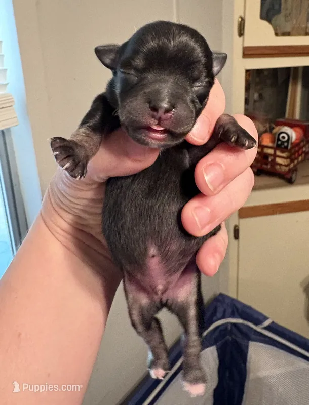 Black with some white male – Chihuahua puppy for sale in Eustis, FL