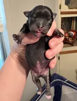 Black with some white male, a male Chihuahua for sale in Eustis, FL – 1 of 2
