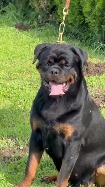 PEACHES, a female Rottweiler for sale in Clovis, CA – 2 of 3
