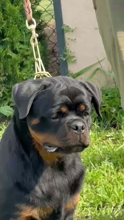 PEACHES, a female Rottweiler for sale in Clovis, CA – 3 of 3