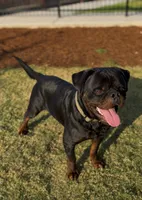 Stallone , a male Rottweiler for sale in Clovis, CA – 5 of 5