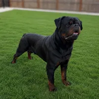 PUPS COMING SOON  (STALLONE x RIA ) , a  Rottweiler for sale in Clovis, CA – 2 of 2
