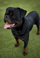 Stallone , a male Rottweiler for sale in Clovis, CA – 3 of 5