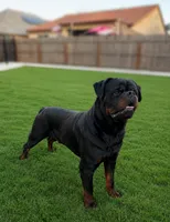 Stallone , a male Rottweiler for sale in Clovis, CA – 4 of 5