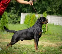 Stallone , a male Rottweiler for sale in Clovis, CA – 2 of 5