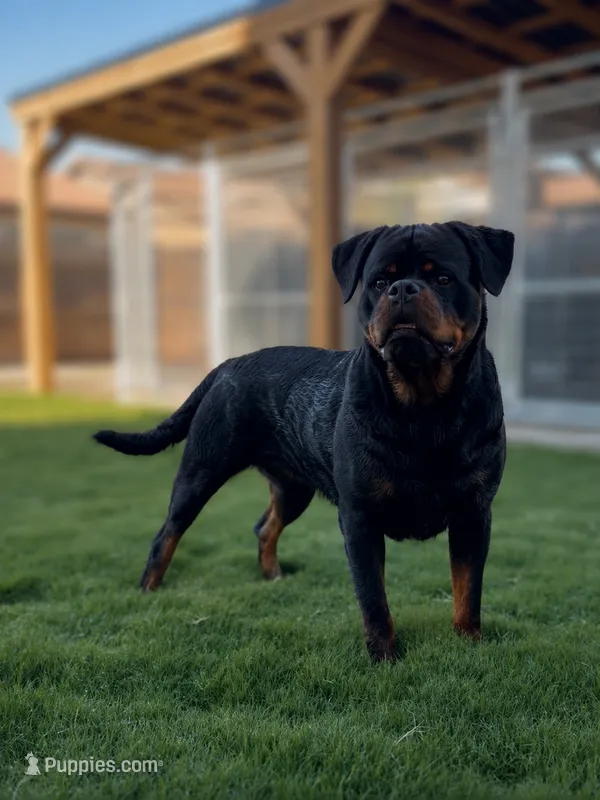 RIA , a female Rottweiler for sale in Clovis, CA – 1 of 2