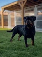 RIA , a female Rottweiler for sale in Clovis, CA – 1 of 2