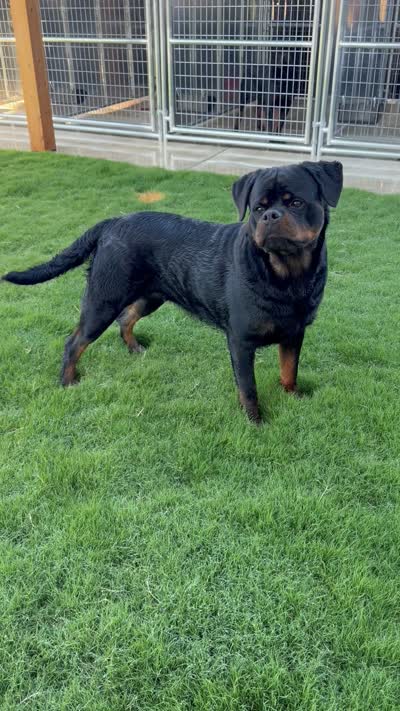 RIA , a female Rottweiler for sale in Clovis, CA – 2 of 2