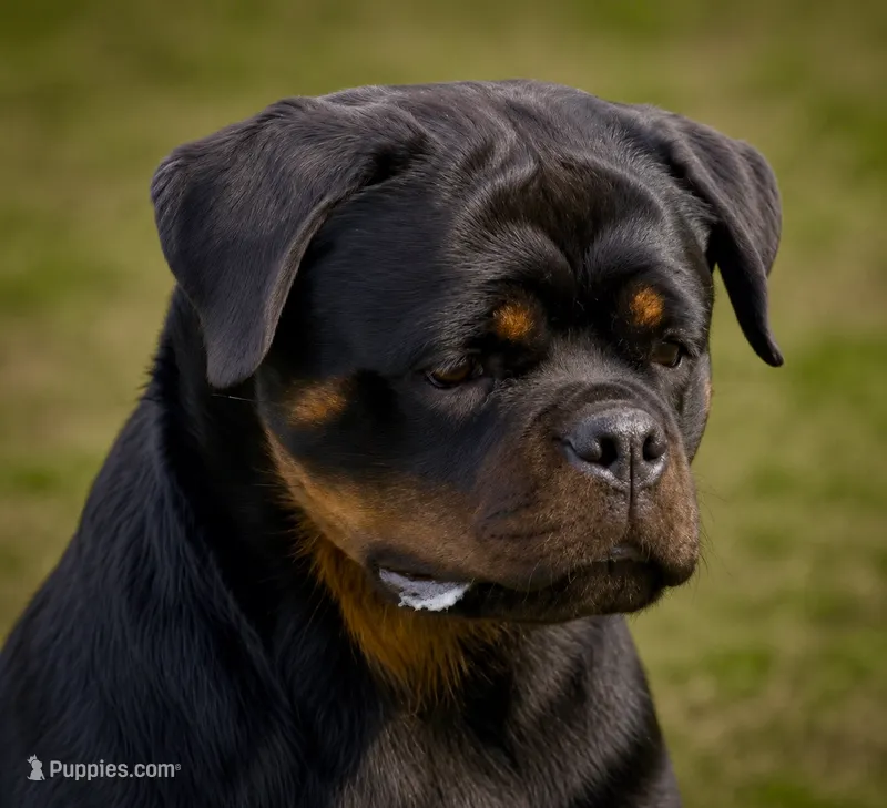 PEACHES, a female Rottweiler for sale in Clovis, CA – 1 of 3