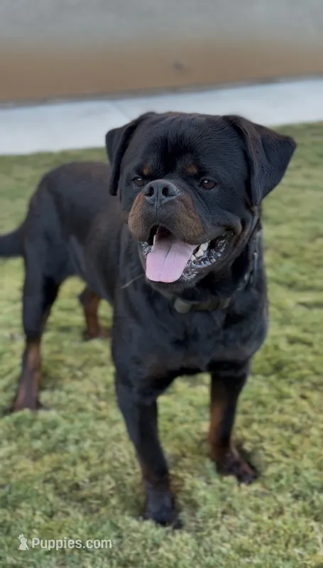 Stallone  – Rottweiler puppy for sale in Clovis, CA