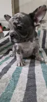 Mini, a female French Bulldog for sale in Cabool, MO – 4 of 4