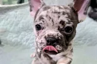 Mini, a female French Bulldog for sale in Cabool, MO – 1 of 4
