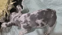 Mini, a female French Bulldog for sale in Cabool, MO – 3 of 4