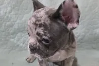 Mini, a female French Bulldog for sale in Cabool, MO – 2 of 4