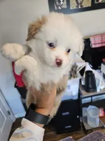 Peach Cream, a male Toy Australian Shepherd for sale in Maryville, TN – 8 of 9