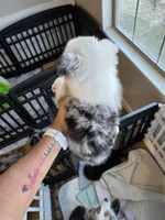 Cool Night, a male Toy Australian Shepherd for sale in Maryville, TN – 7 of 10