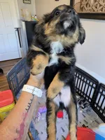 Fall, a male Toy Australian Shepherd for sale in Maryville, TN – 8 of 10
