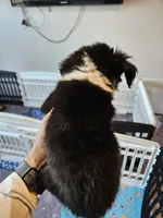 BooBear, a female Toy Australian Shepherd for sale in Maryville, TN – 7 of 10