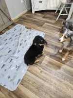 Sweetie, a male Australian Shepherd for sale in Maryville, TN – 7 of 10