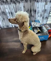 Poodle Doodle, a male Poodle - Miniature  for sale in Maryville, TN – Photo 8 of 10