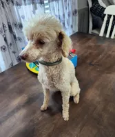 Poodle Doodle, a male Poodle - Miniature  for sale in Maryville, TN – Photo 6 of 10