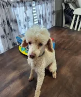 Poodle Doodle, a male Poodle - Miniature  for sale in Maryville, TN – Photo 4 of 10